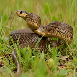 Snake illustration